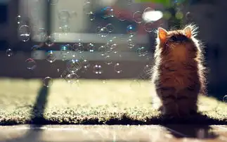 孤单伤感猫咪图片高清图片免费下载jpg格式1920像素编号18076359千图网