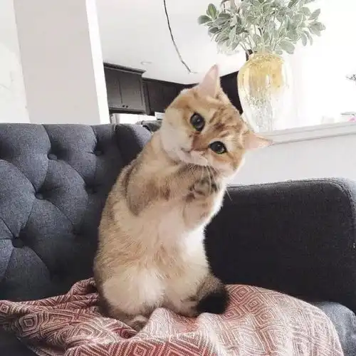 猫咪头像治愈系超清充电