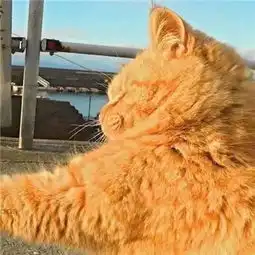 超萌猫咪情侣头像天使想给海豚一个吻