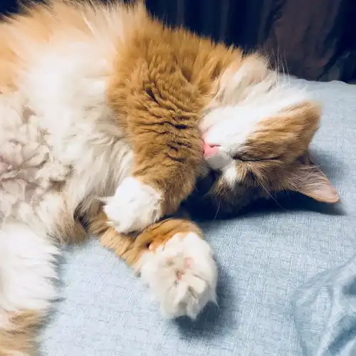 这只猫解锁高难度奇葩睡姿,让数万网友大开眼界