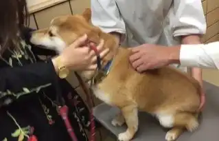 柴犬到医院打针,结果太紧张咬到主人,委屈的样子让人心疼
