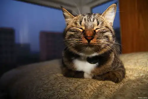 猫咪头像治愈系超清猫狗