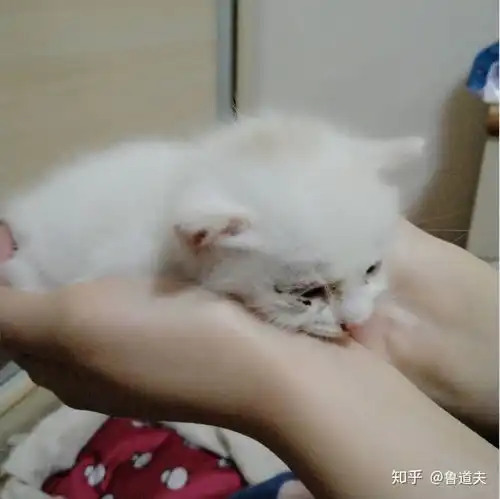 刚出生没多久的小奶猫怎么养