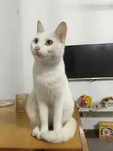 觉得我家猫可爱吗