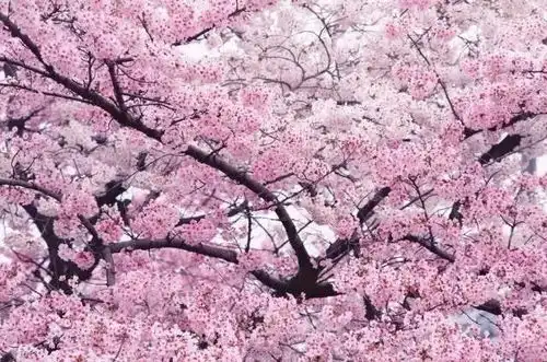 我要曝光这个东莞樱花节打卡点