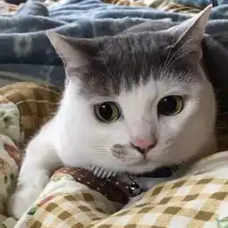 猫系少年图片头像女鞋带