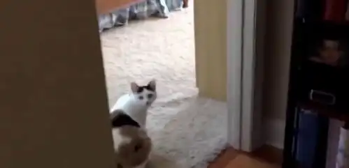 猫咪强占狗窝,遭德牧怒怼,猫咪一秒认怂,德牧威武狗狗