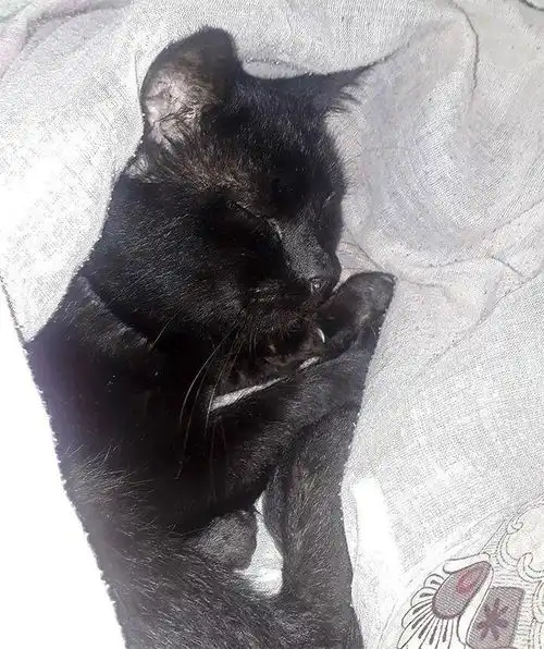 因为一只猫,小伙和在一起两年的女友分手你可以不喜欢黑猫,但你没权利丢掉我的宝贝