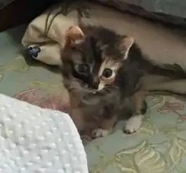 免费领养每一只猫咪都是治愈系的天使2019.8.16