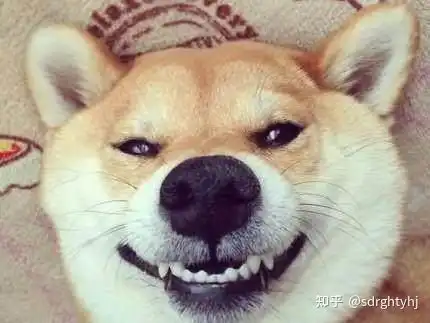 网友我家狗子柴犬吃什么品牌的狗粮最好呢,谁有好点的柴犬狗粮推荐最全测评来了