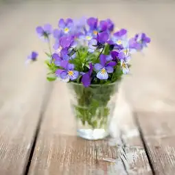 四处刮来的花图w