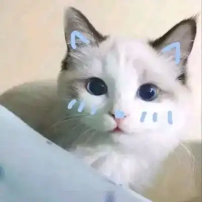 高清禁欲系情侣头像带猫