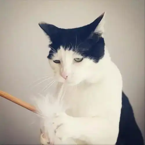 猫咪头像治愈系超清致郁