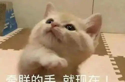 中华田园猫一点都不土,嫌弃它们的人,总喜欢强行赋予它们廉价感
