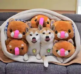 两只藏在一堆玩具中的柴犬,这伪装技术简直逆天了