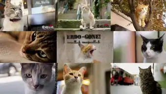 猫咪头像真人系头像图片