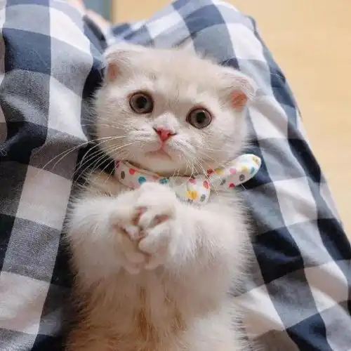 猫咪头像真人系头像图片