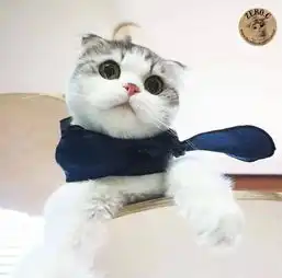 可爱治愈系猫猫头像