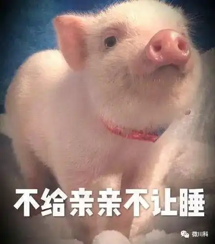 大年初三,小科用42个萌猪表情包向你拜年