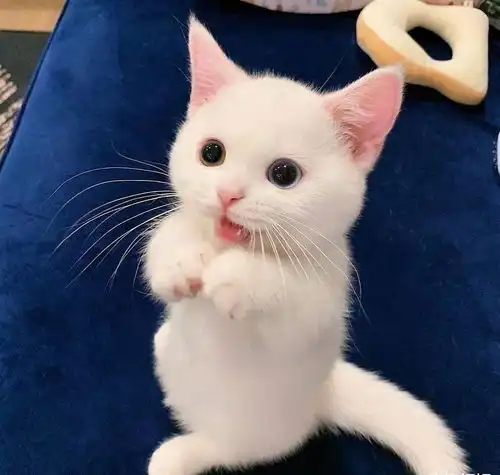 小猫咪头像