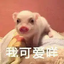 这只3200年前的猪上热搜了网友瞬间穿越了
