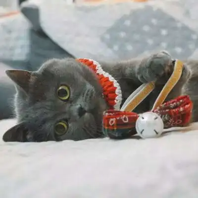 可爱猫咪宠物头像