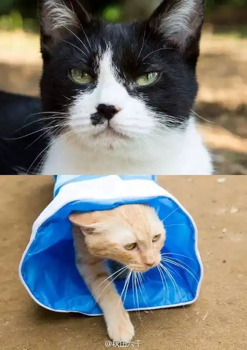 猫咪后院真喵版演员曝光