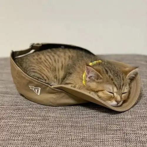 日本的一只小猫出名了