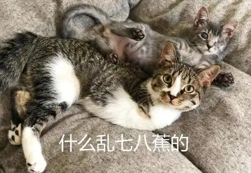 这只治愈系的恐龙猫,能让你告别精神内耗
