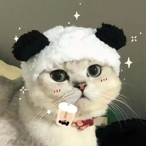 情侣头像真人小孩猫咪可爱适合单身狗发的沙雕文案