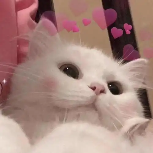 猫系少年图片头像女吴迅