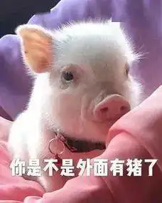猪动图表情包爱啪