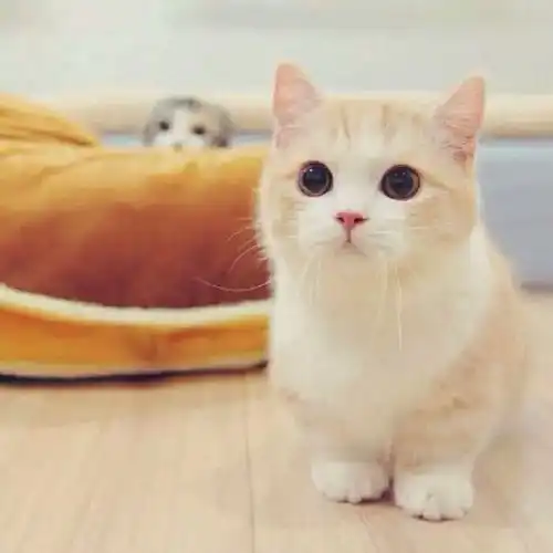 图成都猫舍专业出售各类纯种幼猫成都宠物猫