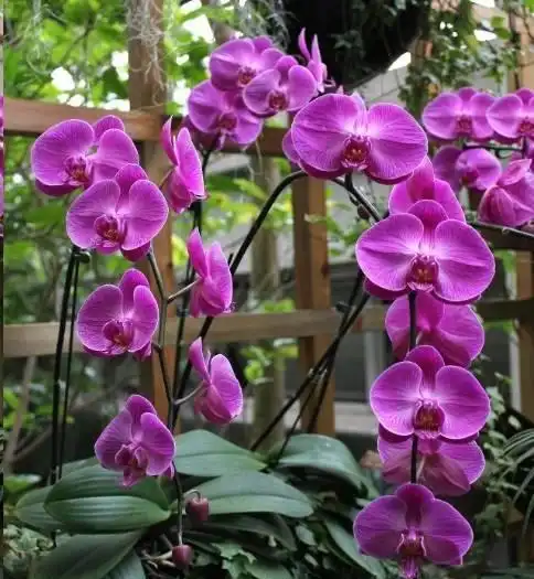 去一趟花市,没花1分钱,捡来一堆花,养30天长成旺盛盆栽