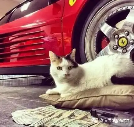 猫咪头像真人系头像图片