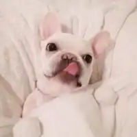 带猫狗的情侣头像真人版两张微信头像图片大全