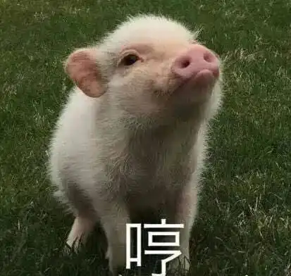 猪动图表情包表白