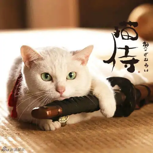 猫咪头像治愈系超清日剧