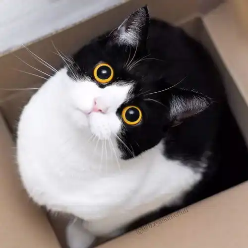 距离2018年还剩18天,你还没找到一个好看的猫头像