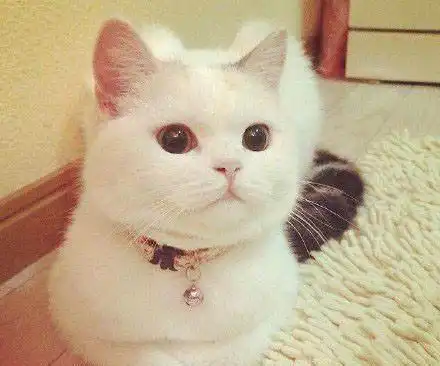 猫咪头像治愈系超清猫咪
