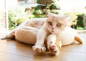 猫咪后院电影猫咪演员阵容公布都是圈内名猫