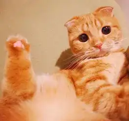 猫癣好了为啥不长毛,猫癣掉后为什么不长毛