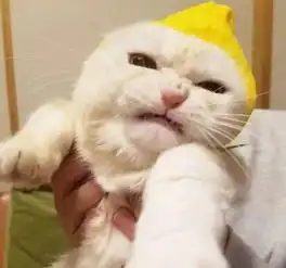 主人给猫咪戴上老虎头帽子后,猫咪瞬间老虎附身