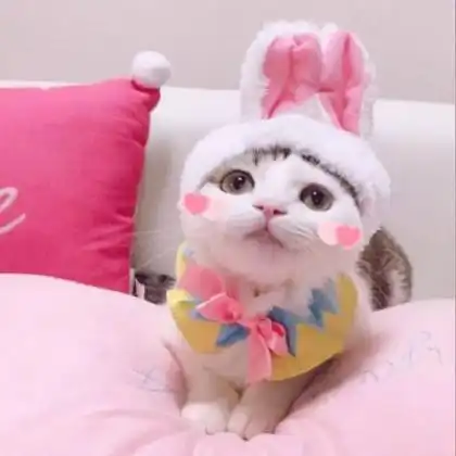 可爱猫咪头像系头像动漫