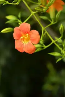 凌霄花公主