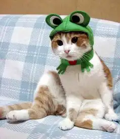 这是什么品种的猫