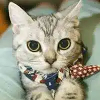 萌系甜美女生头像猫头