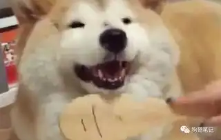 沉迷于梳头的柴犬,满足的小表情点亮了全屏幕