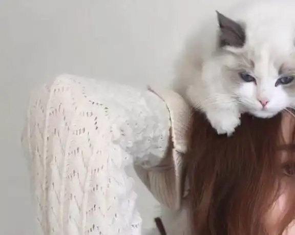 猫系少年图片头像女养猫