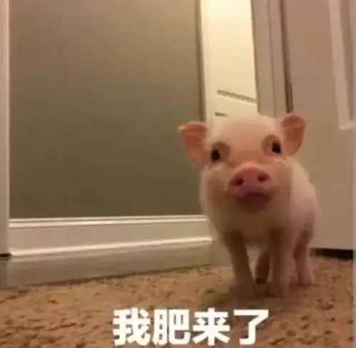 元气年猪强悍属性大揭秘忠诚守护并肩作战,光暗交错绚丽制敌